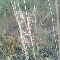 Stipa capillata