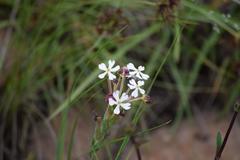Zaluzianskya pilosa