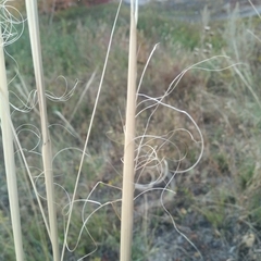 Stipa capillata