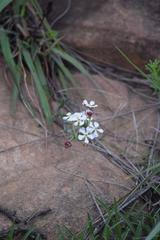 Zaluzianskya pilosa