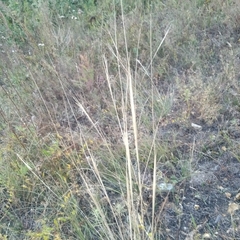 Stipa capillata