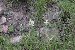 Zaluzianskya pilosa