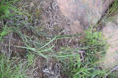 Zaluzianskya pilosa