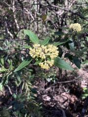 Pomaderris elliptica