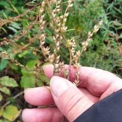Artemisia vulgaris
