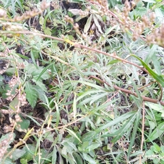 Artemisia vulgaris