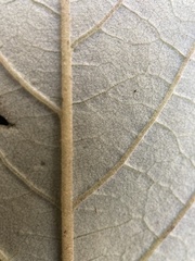 Pomaderris elliptica