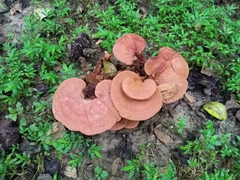Ganoderma