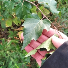 Betula pendula