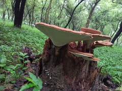 Ganoderma