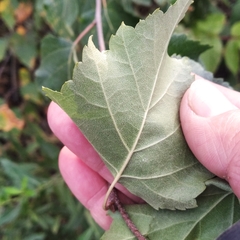 Betula pendula