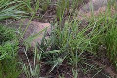Zaluzianskya pilosa