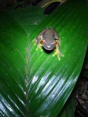 Duellmanohyla legleri