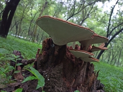 Ganoderma