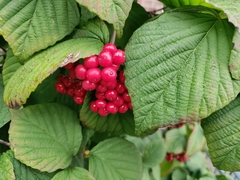 Viburnum wrightii