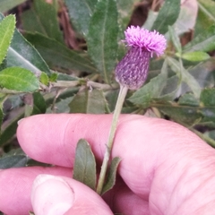 Cirsium arvense