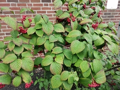 Viburnum wrightii