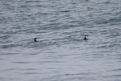 Synthliboramphus hypoleucus