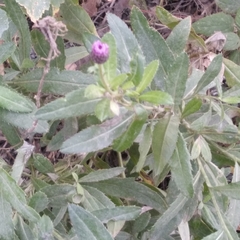 Cirsium arvense