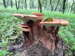 Ganoderma