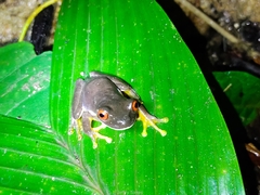 Duellmanohyla legleri