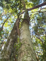 Sarcochilus falcatus