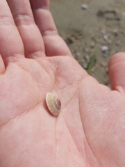 Architectonica perdix
