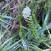 Epacris apiculata - Photo 由 Jill Dark 所上傳的 (c) Jill Dark，保留部份權利CC BY-NC
