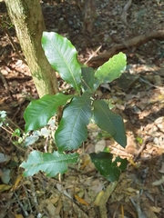 Alectryon subcinereus