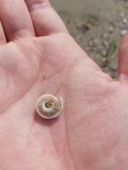 Architectonica perdix