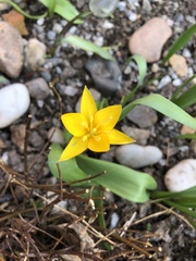 Tulipa dasystemon