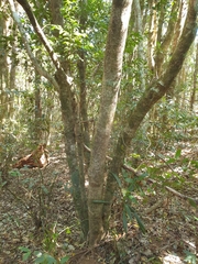 Cryptocarya meisneriana