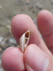 Architectonica perdix