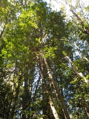 Cryptocarya meisneriana