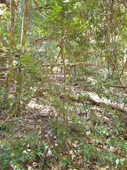 Cryptocarya meisneriana