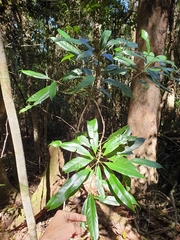 Elaeocarpus kirtonii