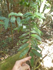 Cupaniopsis baileyana