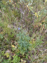 Delphinium brachycentrum