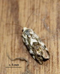 Acontia transfigurata