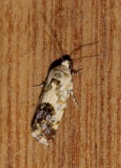 Acontia transfigurata