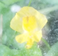 Utricularia minor