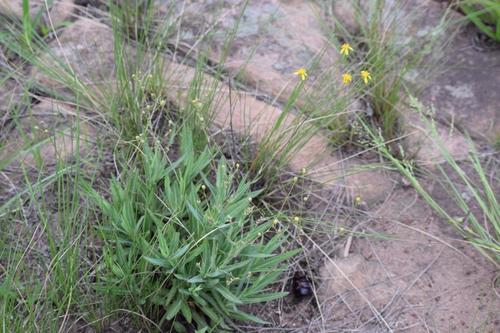 Senecio othonniflorus · iNaturalist