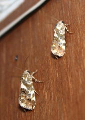 Acontia transfigurata