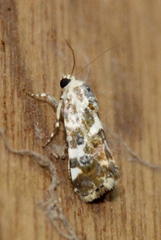 Acontia transfigurata