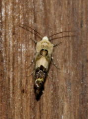 Acontia transfigurata