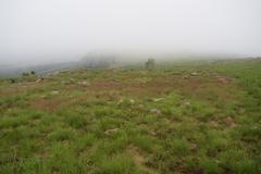 Senecio othonniflorus