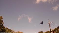 Papilio memnon thunbergii