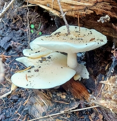 Ossicaulis lignatilis