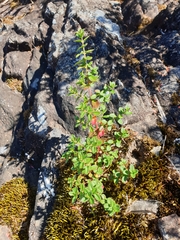 Gonocarpus oreophilus