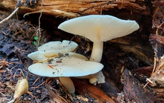 Ossicaulis lignatilis